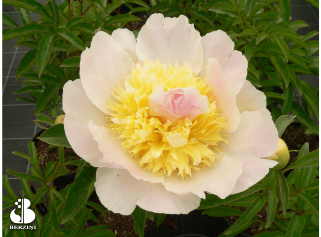 Paeonia lactiflora   'Top Brass'